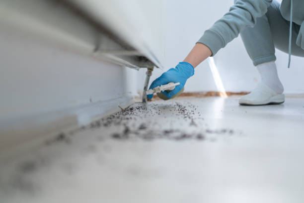 Best Insect Control  in Ferry Pass, FL